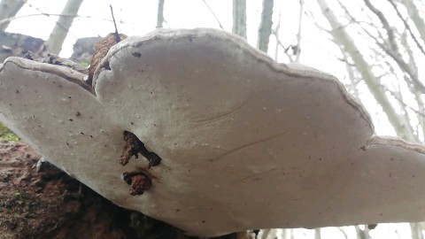 Ganoderma applanatum