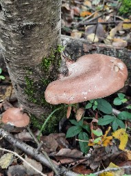 Fomitopsis betulina