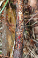 Armillaria mellea