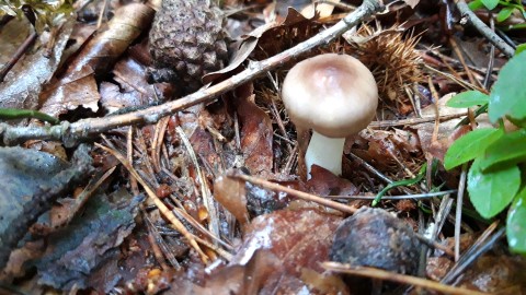 Russula cavipes