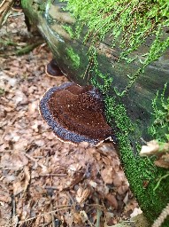 Ischnoderma benzoinum
