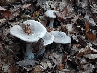 Clitocybe nebularis