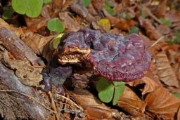 Ganoderma carnosum