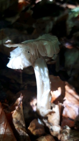 Megacollybia platyphylla