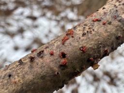 Thyronectria aurigera