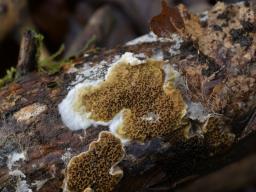 Serpula himantioides