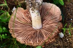 Entoloma clypeatum