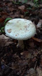 Amanita citrina