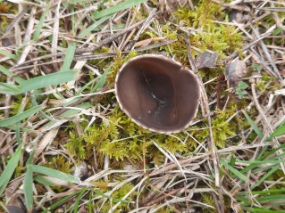 Dissingia leucomelaena