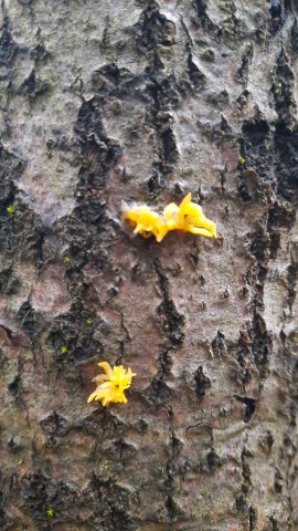 Calocera cornea