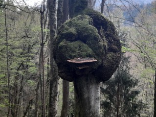Ganoderma applanatum