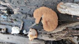 Neogyromitra parma