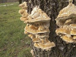 Trametes trogii