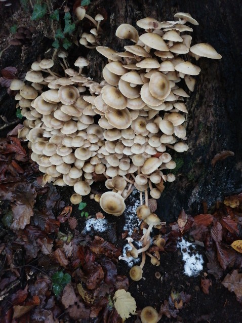 Armillaria mellea