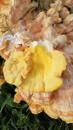 Laetiporus sulphureus