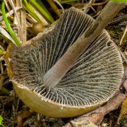 Panaeolus papilionaceus