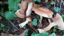 Armillaria gallica