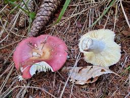 Russula vinosa