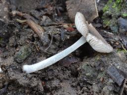 Pluteus exiguus