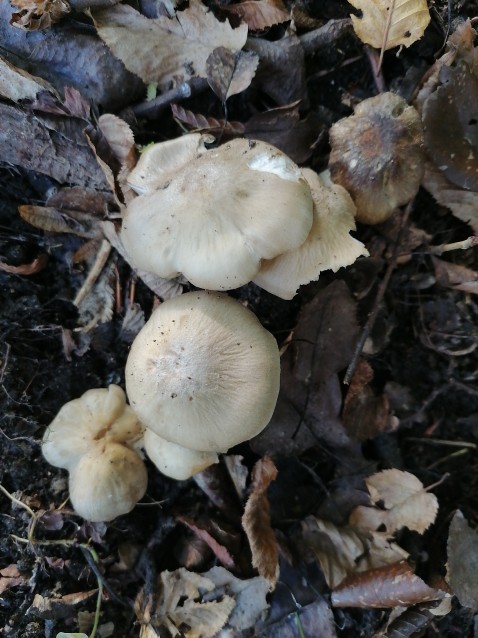 Entoloma rhodopolium