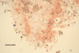 Hebeloma pseudofragilipes