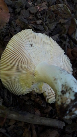 Russula romellii