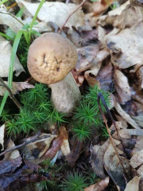 Leccinellum pseudoscabrum