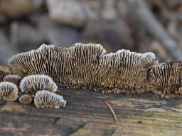 Gloeophyllum abietinum