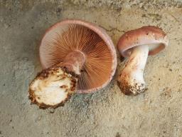 Cortinarius largus