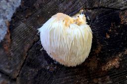 Hericium erinaceus