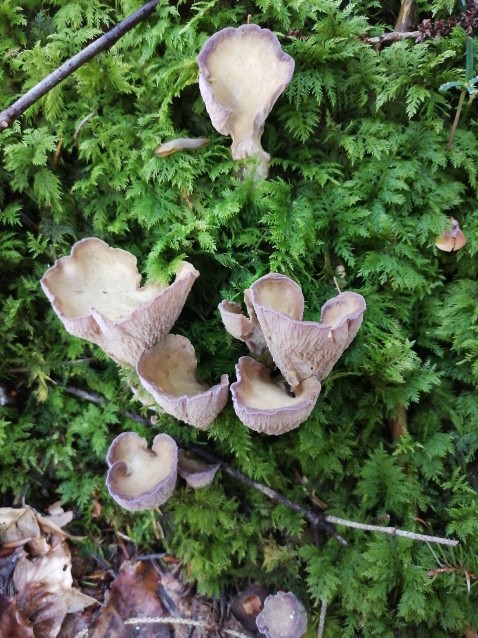 Gomphus clavatus