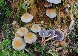 Hypholoma capnoides