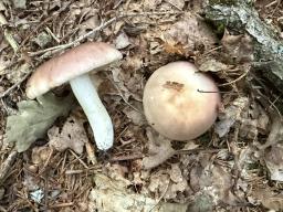 Russula vesca