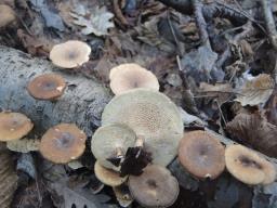 Lentinus brumalis