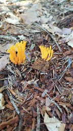 Calocera viscosa