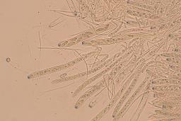 Lanzia luteovirescens