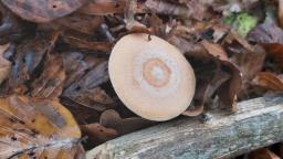 Lactarius chrysorrheus