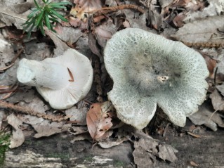 Russula virescens