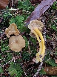 Craterellus tubaeformis