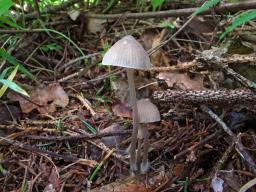 Mycena leptocephala