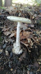 Amanita phalloides