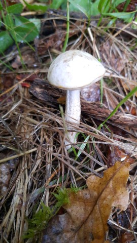 Leccinum holopus