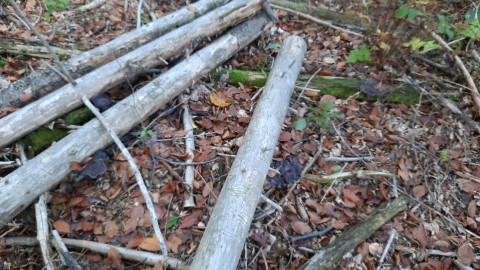 Cortinarius violaceus