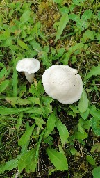 Hygrophorus ligatus