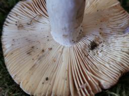 Russula grisea