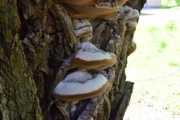 Phellinus igniarius