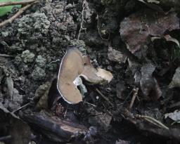 Helvella queletii