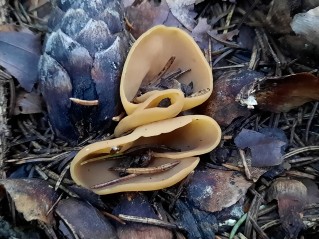 Otidea cochleata