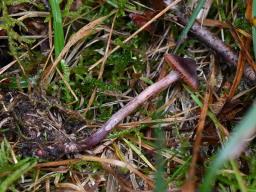 Cortinarius anthracinus