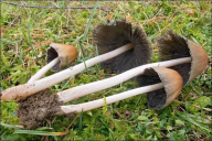 Coprinellus micaceus